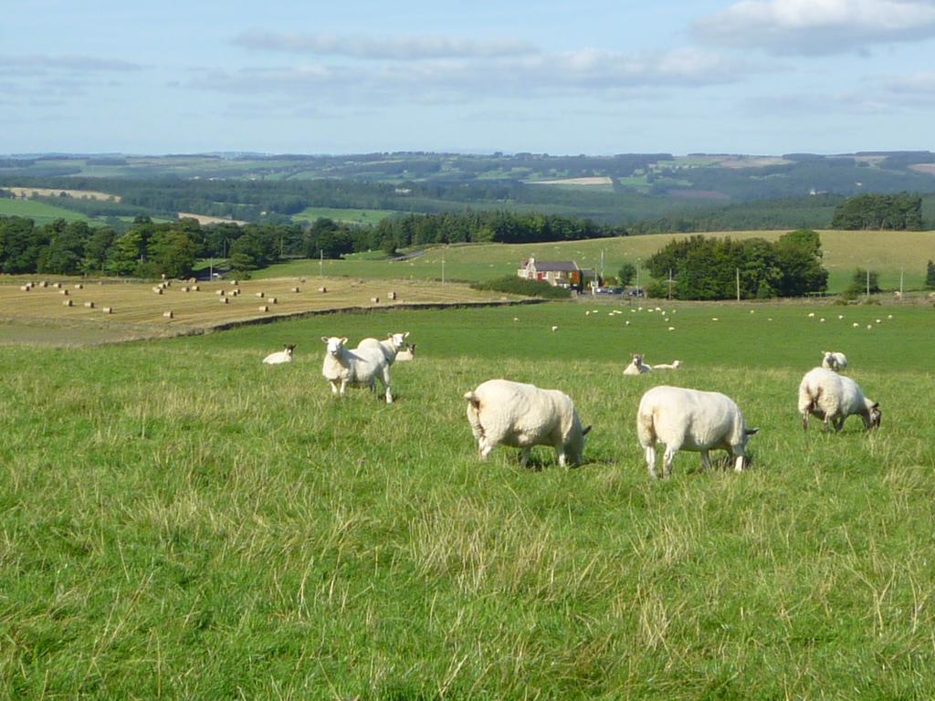 Rye Hill Farm Acomodação com café da manhã Hexham Exterior foto